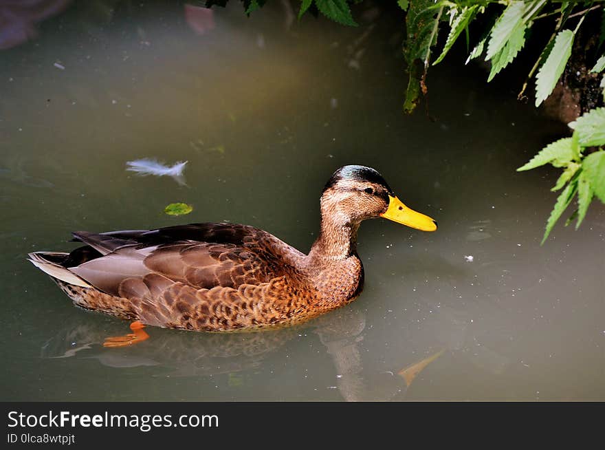 Duck, Bird, Mallard, Fauna