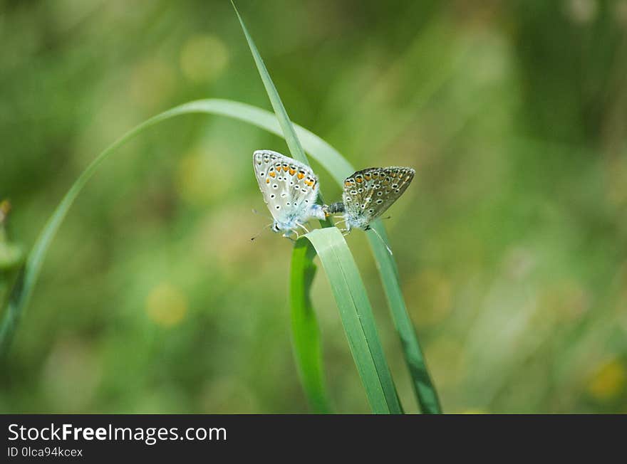 Insect, Butterfly, Lycaenid, Moths And Butterflies