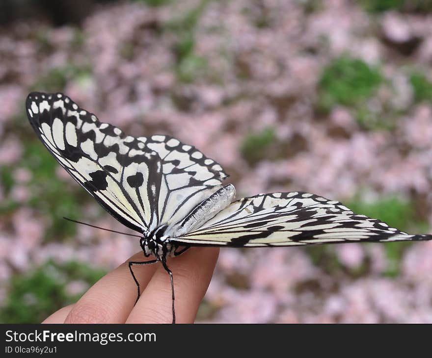 Butterfly, Moths And Butterflies, Insect, Invertebrate