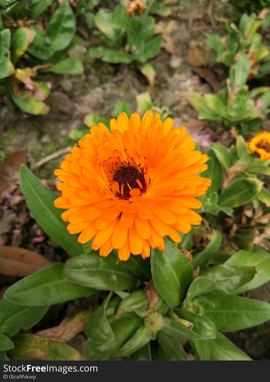 Flower, Calendula, Nectar, Plant