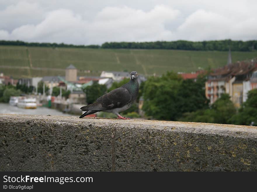 Bird, Sky, Fauna, Beak