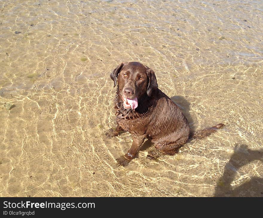 Dog, Dog Breed, Dog Like Mammal, Sand