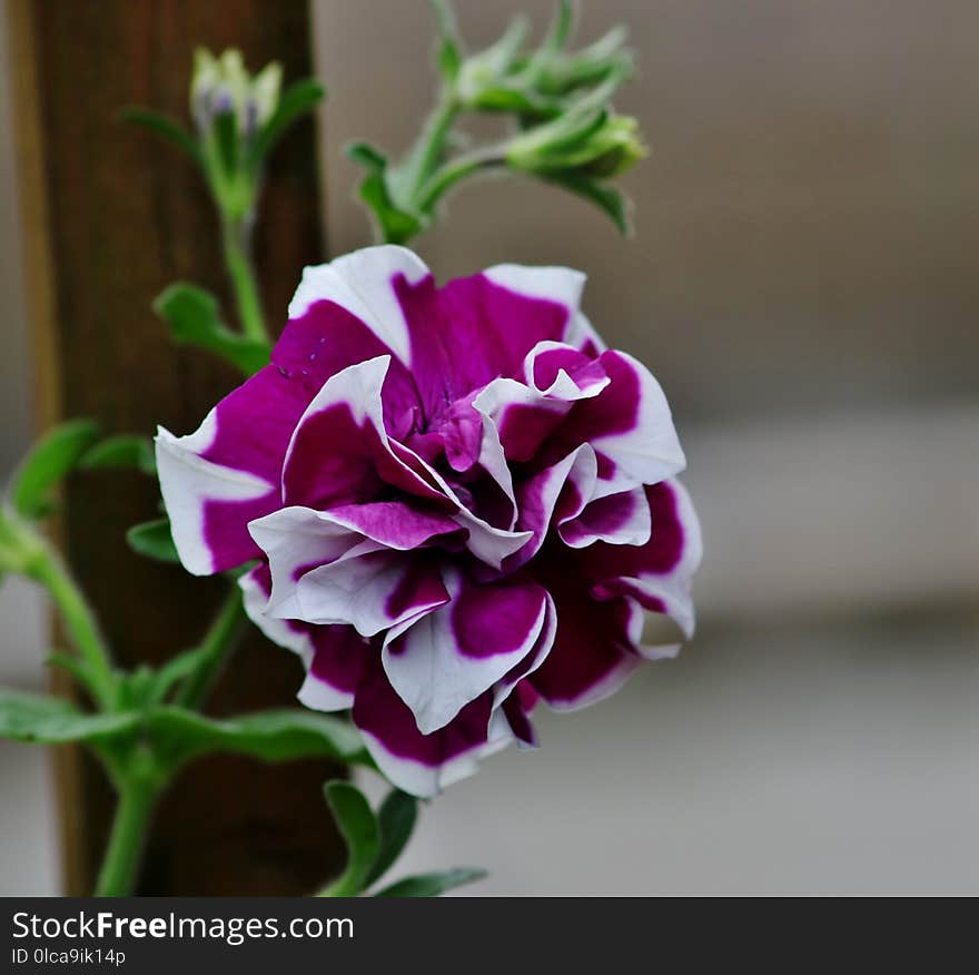 Flower, Plant, Purple, Flowering Plant