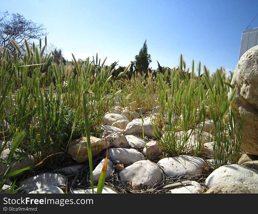 Plant, Grass Family, Grass, Crop