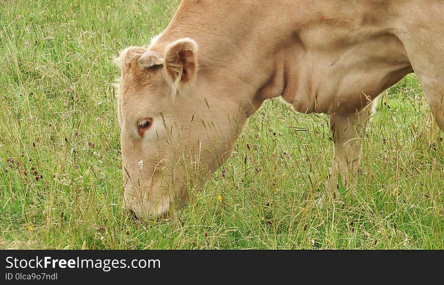 Grassland, Grazing, Pasture, Ecosystem