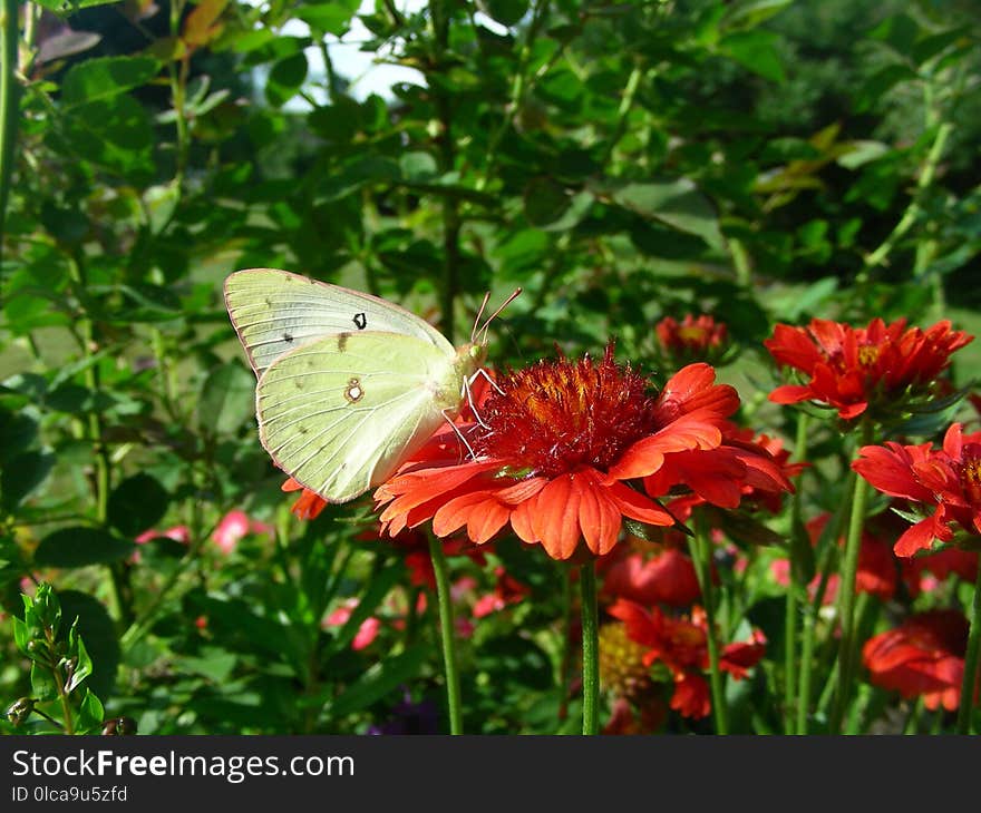 Flower, Butterfly, Brush Footed Butterfly, Moths And Butterflies