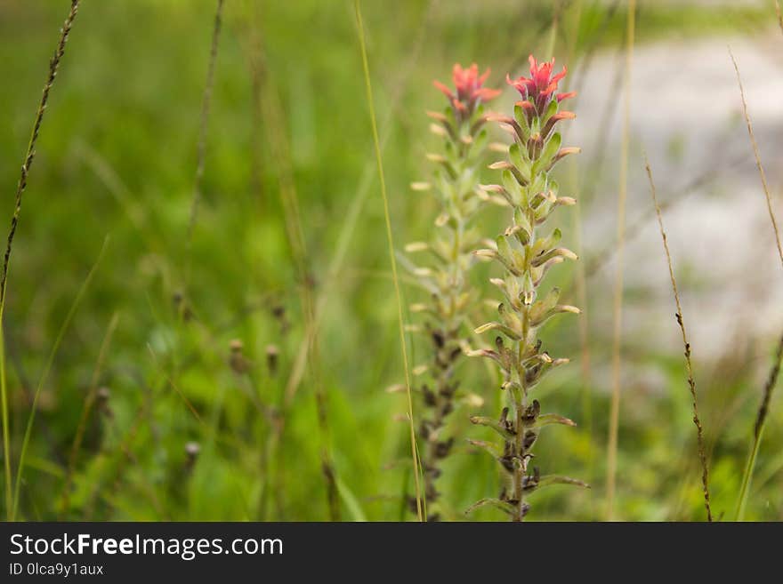 Plant, Flora, Grass, Grass Family