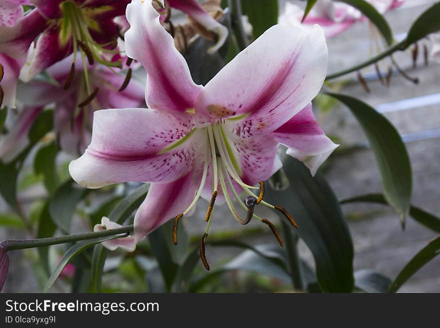 Flower, Plant, Lily, Flora