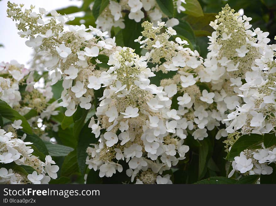 Plant, Flower, Hydrangea, Nannyberry