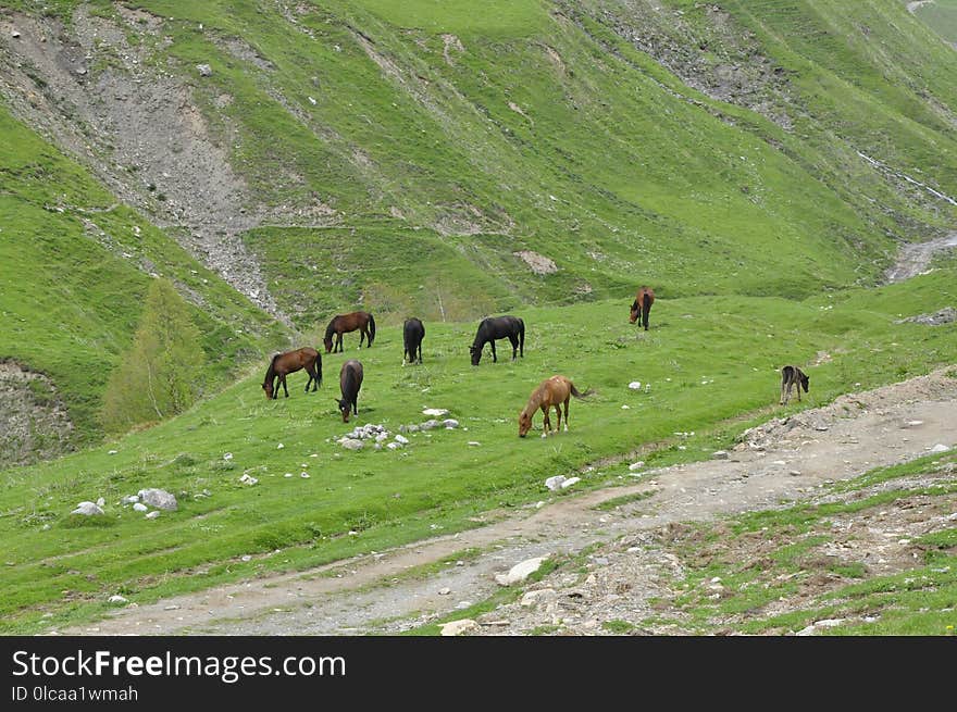 Grassland, Pasture, Ecosystem, Mountainous Landforms