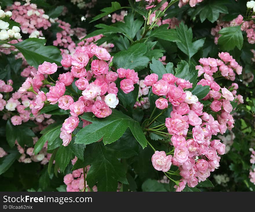 Plant, Flower, Flowering Plant, Hydrangea