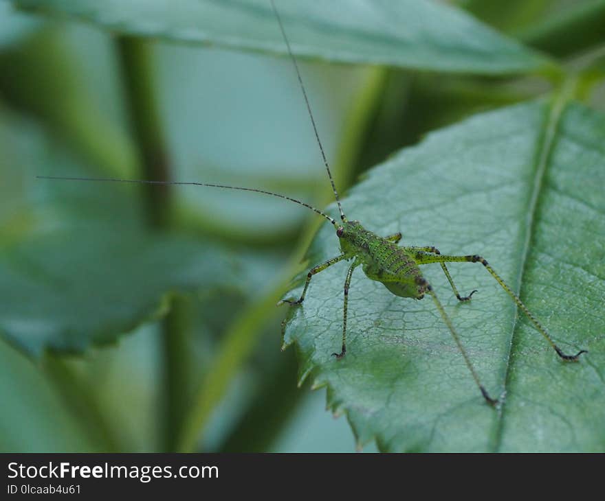 Insect, Leaf, Invertebrate, Pest