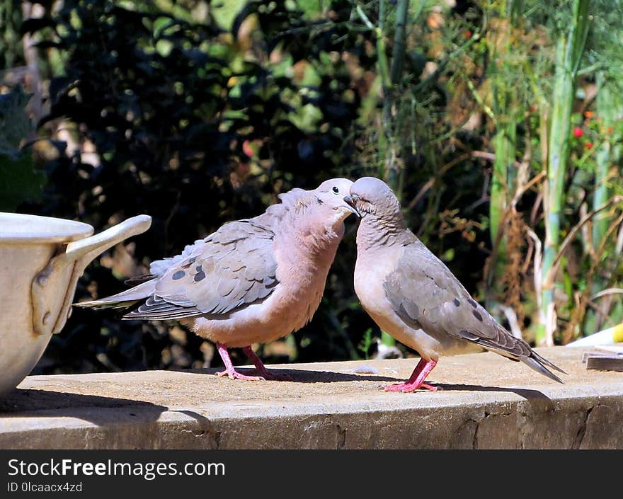 Bird, Fauna, Beak, Pigeons And Doves