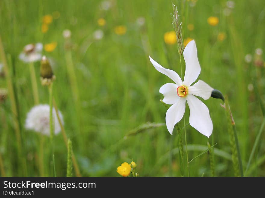 Flower, Wildflower, Flora, Vegetation