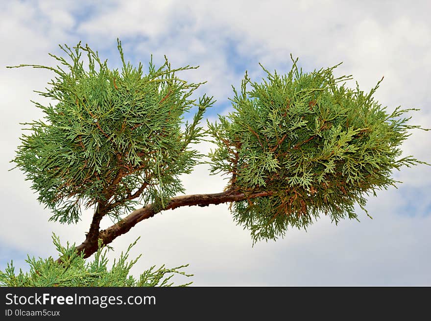 Tree, Vegetation, Plant, Sky