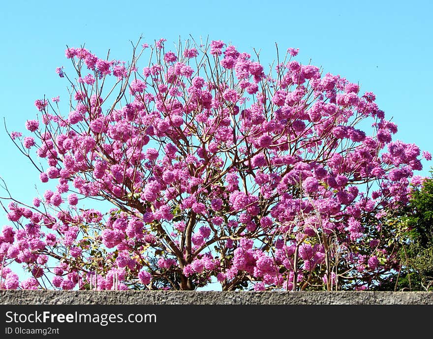 Plant, Flower, Pink, Flowering Plant