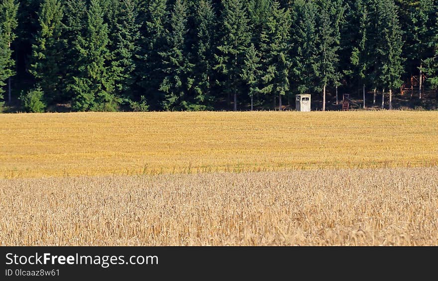 Field, Grass Family, Crop, Agriculture