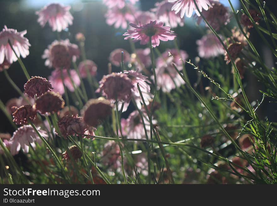 Flower, Plant, Flora, Spring