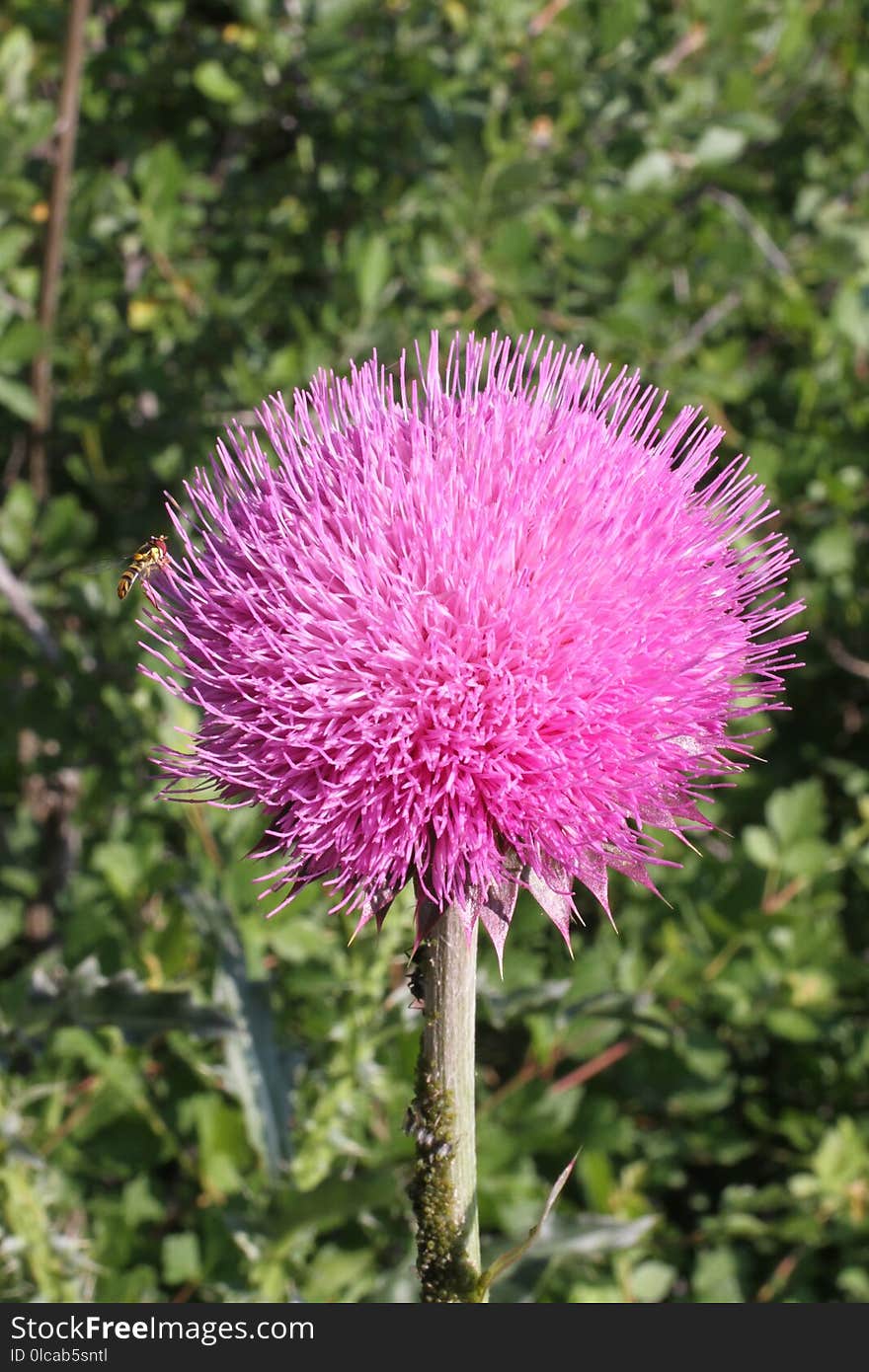 Plant, Thistle, Silybum, Flora