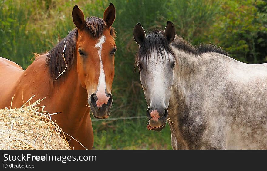 Horse, Mane, Horse Like Mammal, Mare