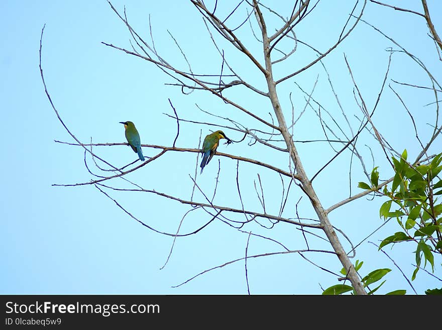 Bird, Branch, Tree, Fauna