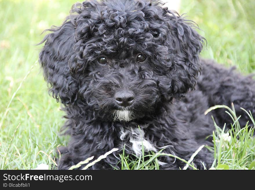 Dog Like Mammal, Dog, Dog Breed, Spanish Water Dog