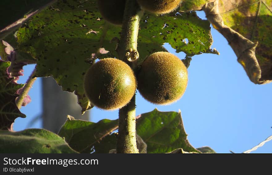 Fruit, Branch, Fruit Tree, Jackfruit