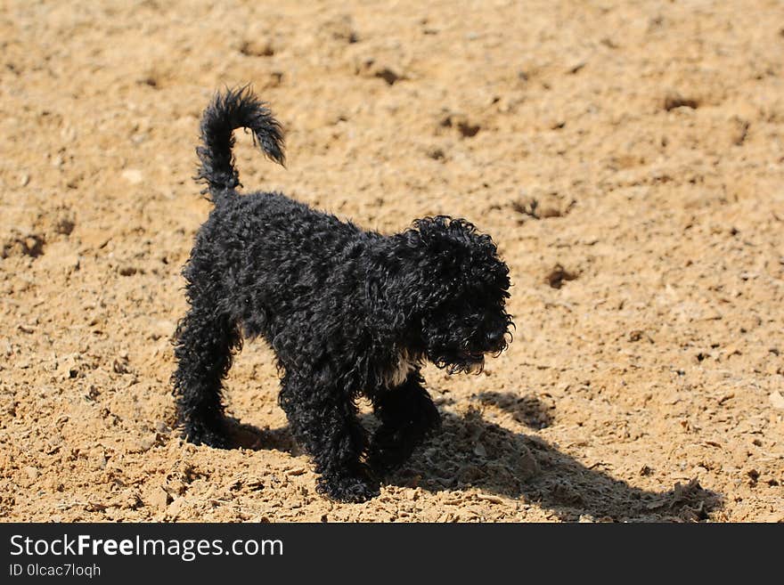 Dog Like Mammal, Dog, Dog Breed, Spanish Water Dog