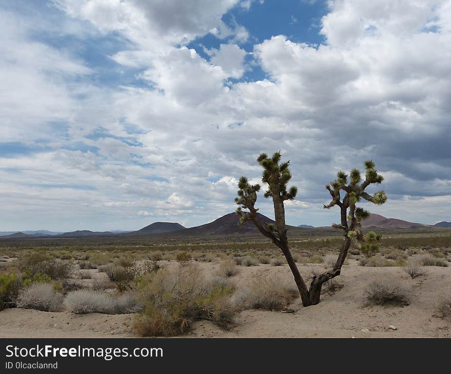 Sky, Cloud, Ecosystem, Vegetation