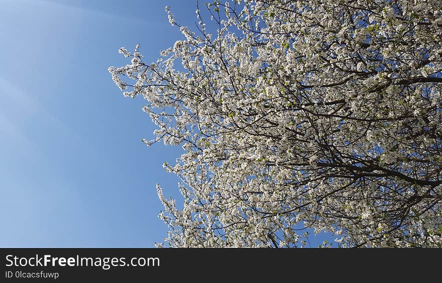 Sky, Branch, Tree, Blossom