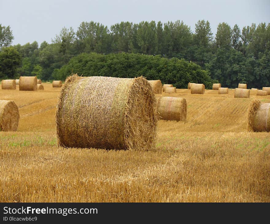 Hay, Straw, Agriculture, Field