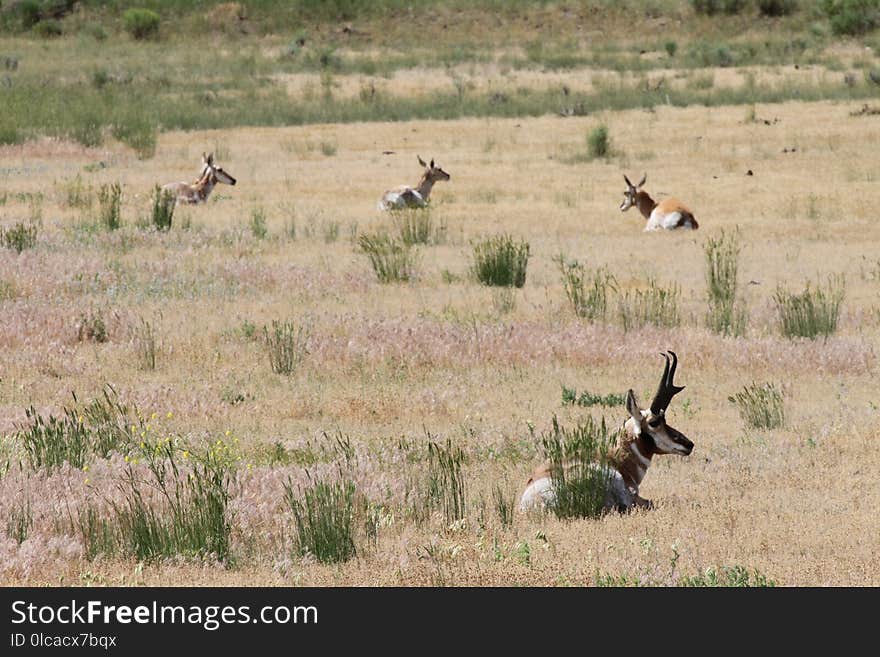 Wildlife, Ecosystem, Grassland, Fauna