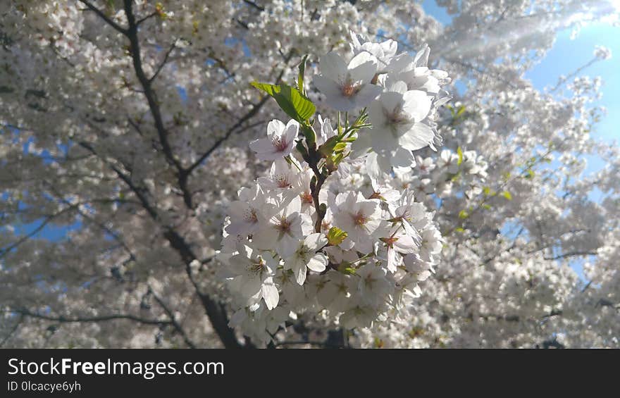 Flower, Blossom, Branch, Plant