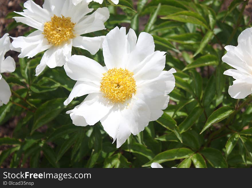 Flower, Plant, Flowering Plant, Flora