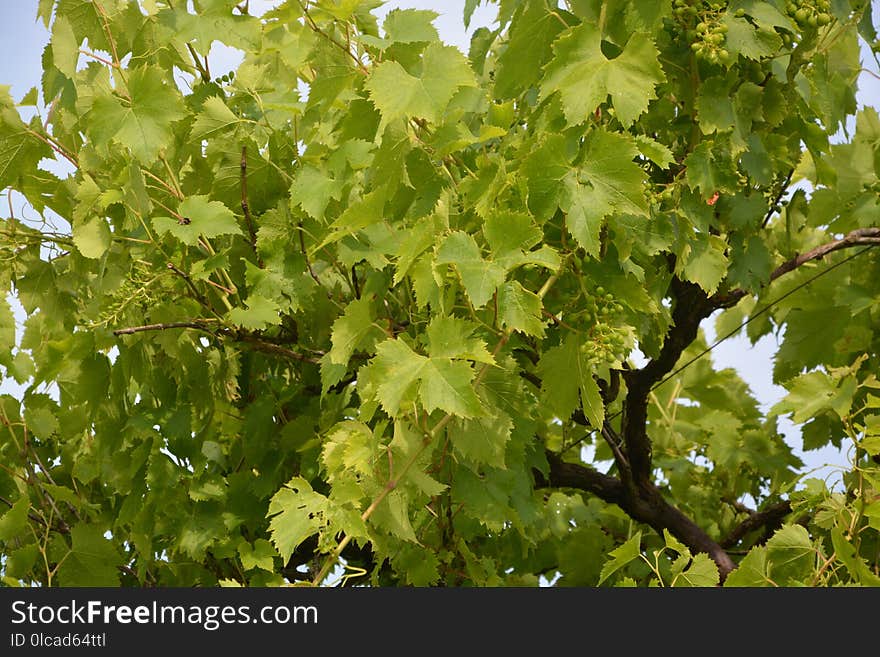 Tree, Leaf, Grapevine Family, Agriculture