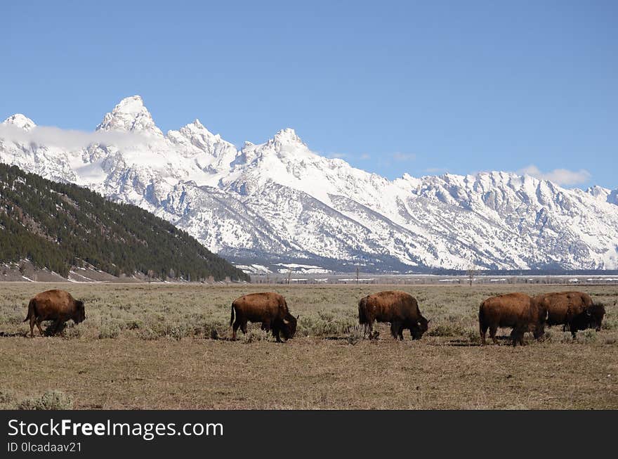 Highland, Cattle Like Mammal, Grassland, Mountainous Landforms