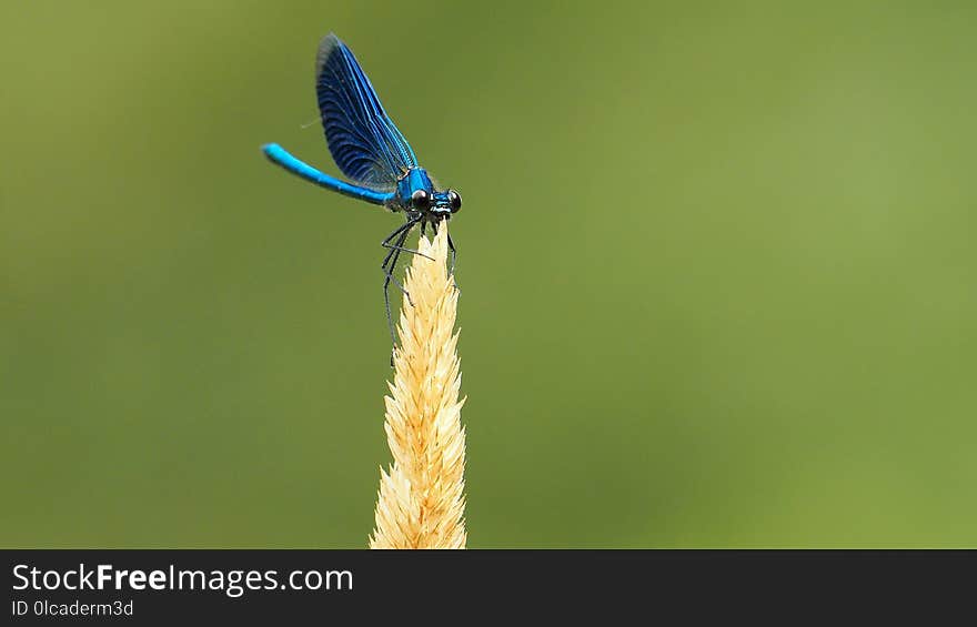 Dragonfly, Insect, Dragonflies And Damseflies, Damselfly