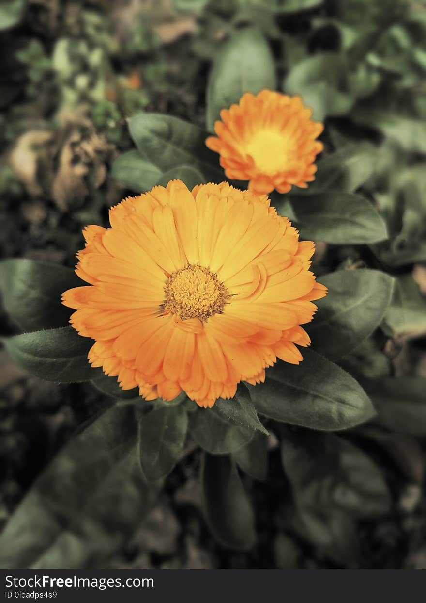 Flower, Flora, Plant, Calendula