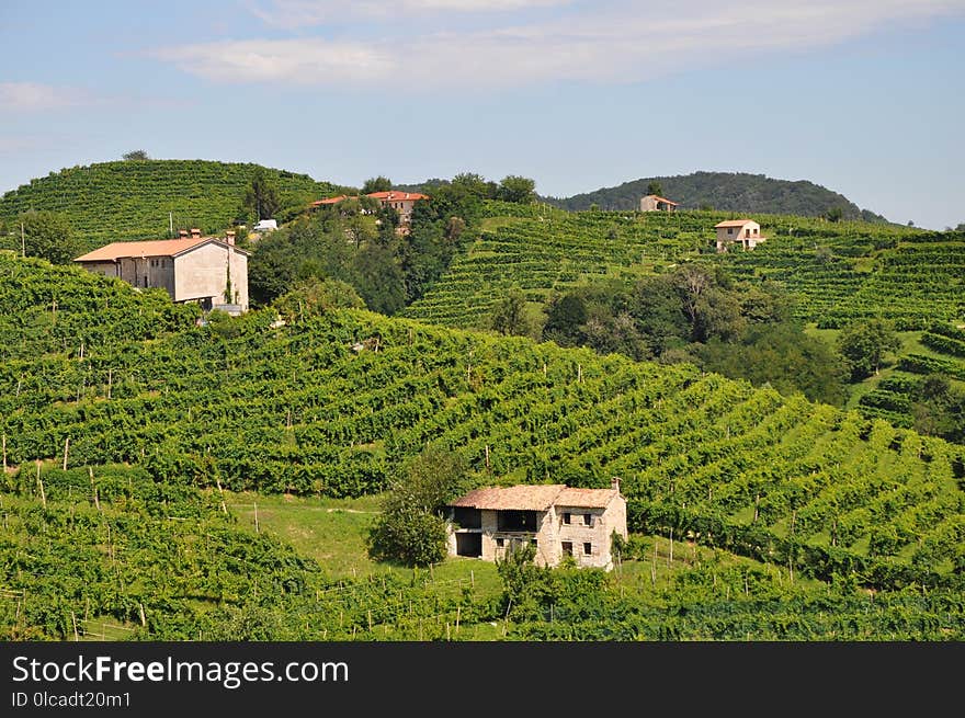 Agriculture, Vegetation, Vineyard, Rural Area