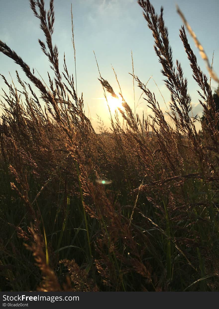 Sky, Grass, Grass Family, Morning