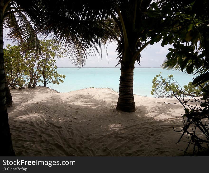 Water, Body Of Water, Arecales, Tree