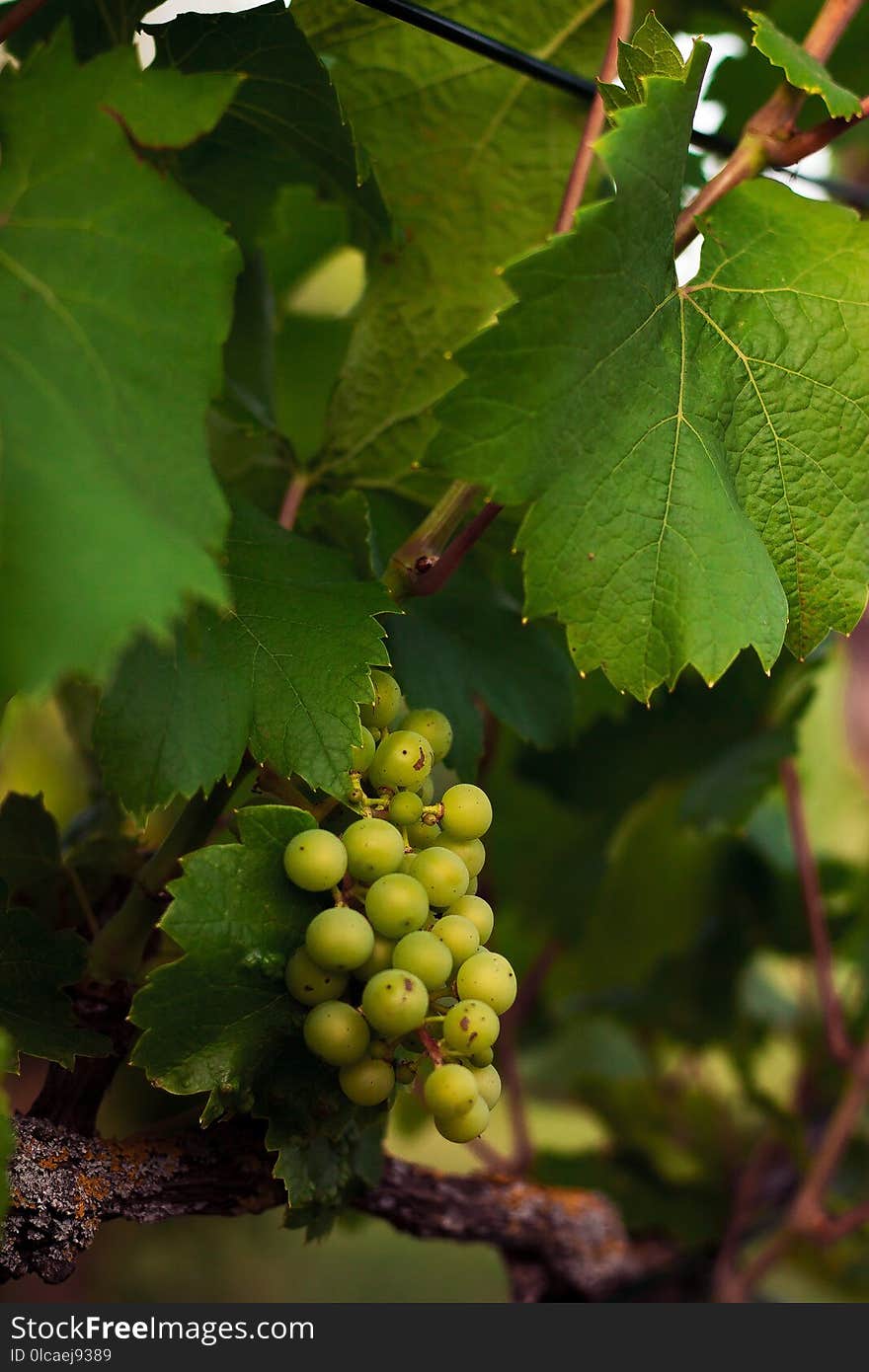 Grape, Grapevine Family, Vitis, Seedless Fruit