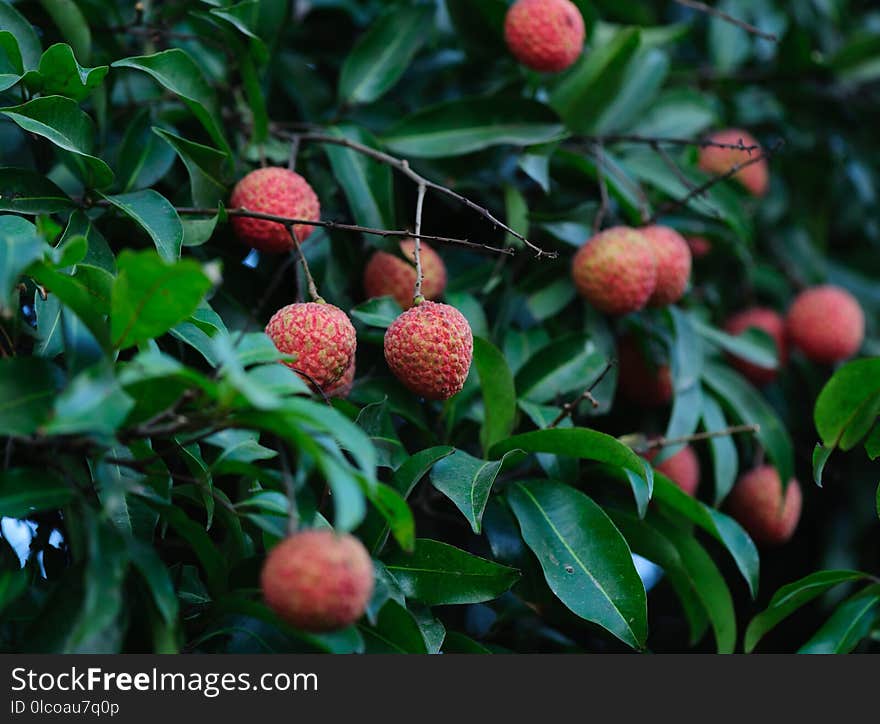 Lychee tropical fruits