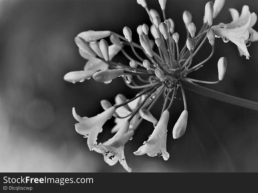 White, Black And White, Flower, Monochrome Photography