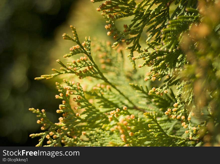 Vegetation, Leaf, Tree, Branch