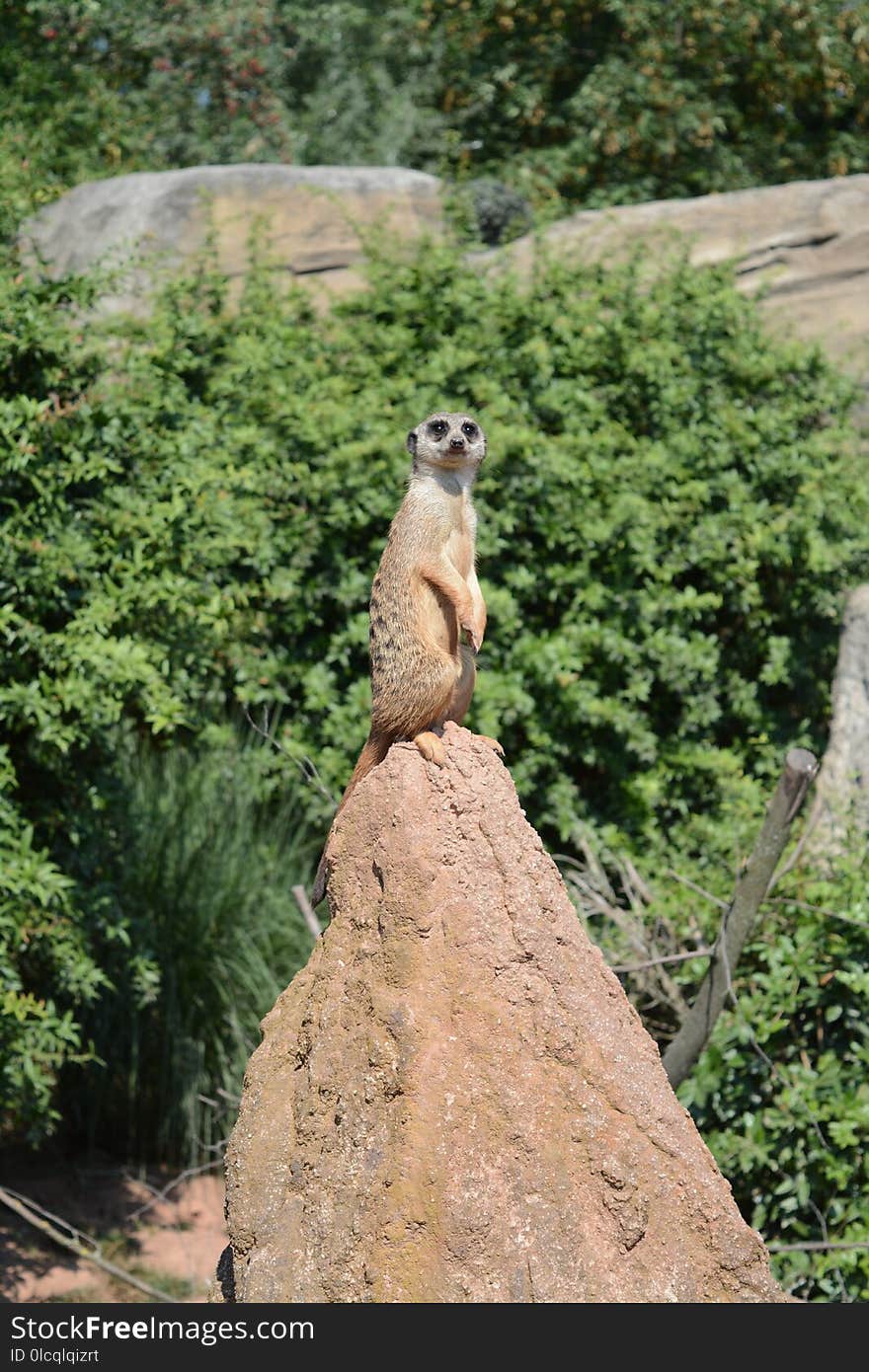 Mammal, Fauna, National Park, Rock