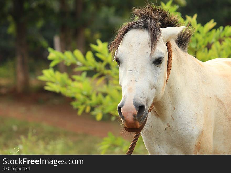 Horse, Fauna, Horse Like Mammal, Mane