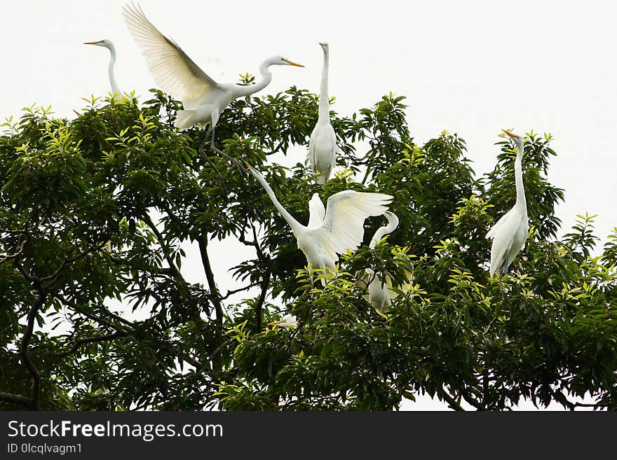 Bird, Flora, Beak, Egret