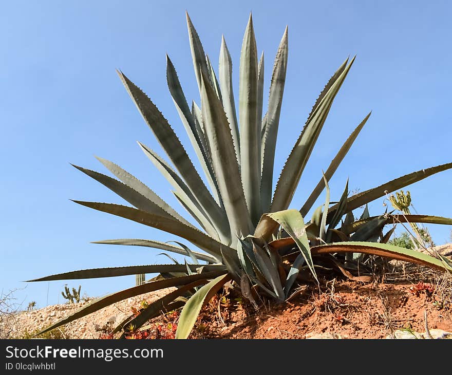 Plant, Agave Azul, Agave, Vegetation