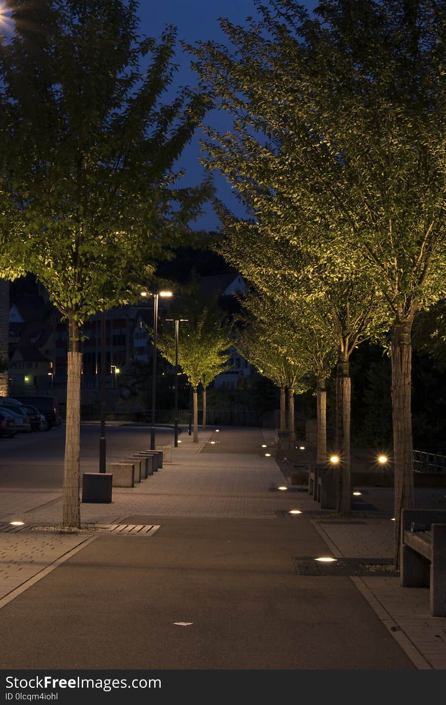 Tree, Sky, Night, Street Light